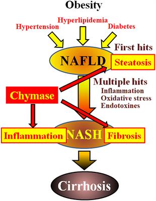 Chymase Inhibitor as a Novel Therapeutic Agent for Non-alcoholic Steatohepatitis